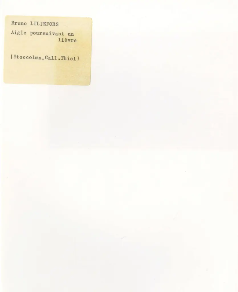 Anonimo , Liljefors, Bruno - sec. XX - Aigle pouruivant un lievre , retro