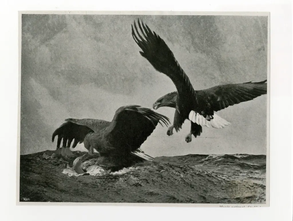 Anonimo , Liljefors, Bruno - sec. XX - Aigles de mer , fronte