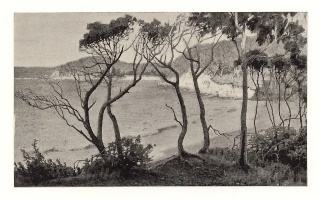 Anonimo, Anonimo , fronte