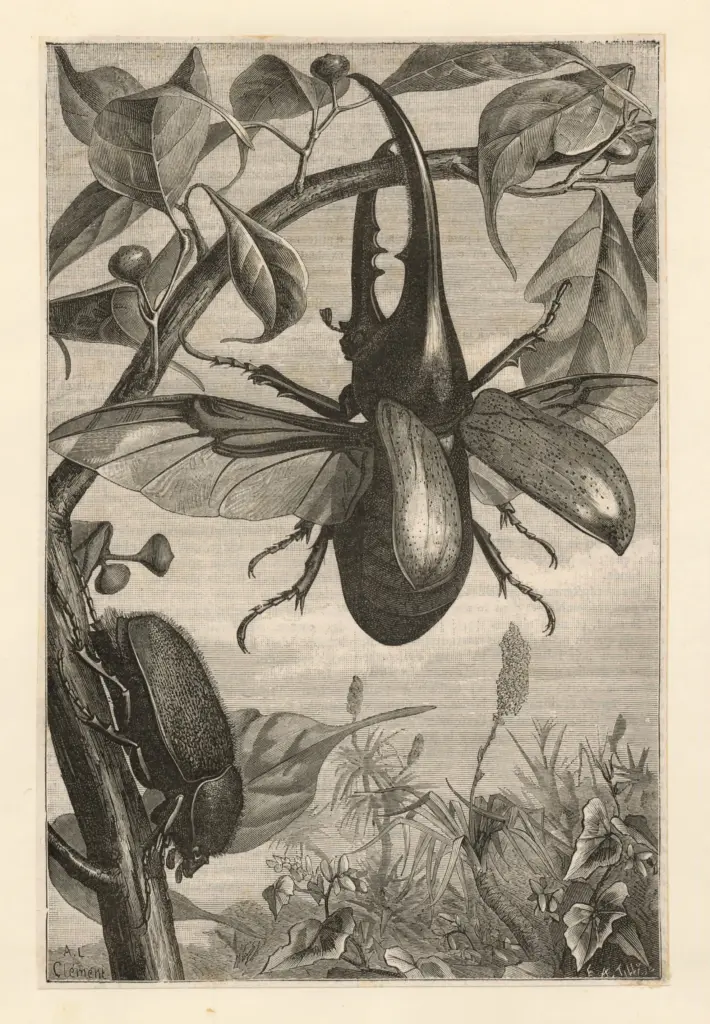 Anonimo , Anonimo francese sec. XIX/XX , fronte