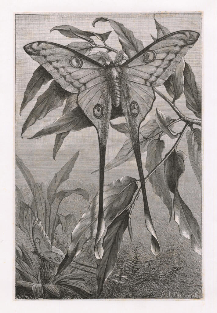 Anonimo francese sec. XIX/XX , Papillon màle de l'Actias Cometes