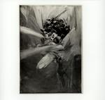 Boldini, Giovanni , Le viole del pensiero
