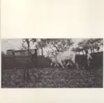 Cannicci, Niccol&ograve; , La semente del grano