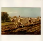 Delleani, Lorenzo , Buoi al lavoro