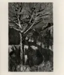 Merello, Rubaldo , Pini a San Fruttuoso