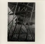 Merello, Rubaldo , Pineta, golfo di San Fruttuoso -