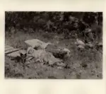 Michetti, Francesco Paolo , Bambino