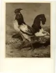 Palizzi, Giuseppe , Il gallo
