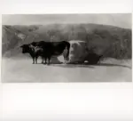 Sernesi, Raffaello , Buoi neri al carro