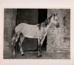 Fattori, Giovanni , Cavallo