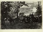 Fattori, Giovanni , Alberi