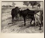 Fattori, Giovanni , Mucche con il carro