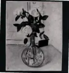 Bacci, Baccio Maria , Rose bianche -