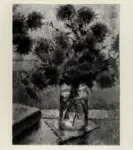 Bertocchi, Nino , Crisantemi