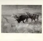 Bocchi, Amedeo , Bovi al tramonto