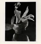 Carena, Felice , Fiori - tulipani