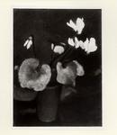 Carena, Felice , Fiori - ciclamini