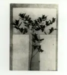 Carrà, Carlo , Società Umanitaria. Esercitazioni dirette da Carlo Carrà