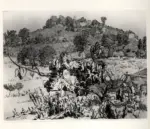 Castellani, Leonardo , La pianticina di fico