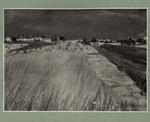 Cattabriga, Galileo , campo di grano -