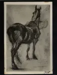 Checchi, Arturo , Cavallo. Disegno