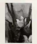 Chiarini, Giovanni , Magnolia