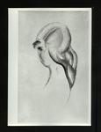 Conti, Primo , Disegno