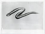 Conti, Primo , Serpente. Disegno
