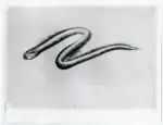 Conti, Primo , Serpente. Disegno