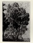 Cominetti, Giuseppe , Alberi