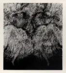 Cominetti, Giuseppe , Can-Can