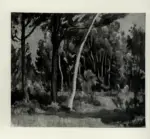 De Grada, Raffaele , Bosco presso Quarceto