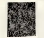 Dal Monte, M.G. , Cespugli sul lago