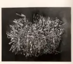 Fotografia Ferruzzi , D'Angelo, Sergio - sec. XX - Terra umida