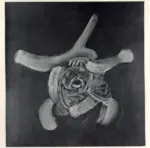 De Vita, Luciano , Quadrartuga