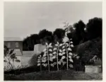 Anonimo ; Anonimo , s.v.
