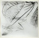 Franco, Francesco , Favonio -