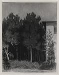 Funi, Achille , Bosco di pini