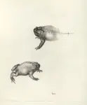 Anonimo ; Anonimo , s.v.