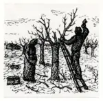 Anonimo ; Anonimo , s.v.