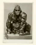 Maine, Angelo Camillo , Gorilla -