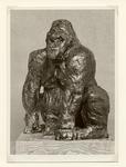 Maine, Angelo Camillo , Gorilla -