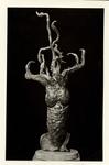 Maine, Angelo Camillo , Stigmatoteuthis -