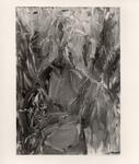 Giacomelli , s.v.