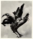 Mascherini, Marcello , Gallo