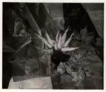 Fotografia Ferruzzi , Melli, Roberto - sec. XX - Composizione