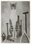 Anonimo , Micaelles, Ruggero Alfredo - sec. XX - Il gatto