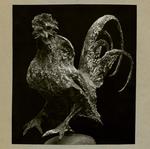 Minguzzi, Luciano , Gallo -