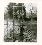 Moggioli, Umberto , Pianta in vaso