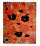 Anonimo , Music, Antonio - sec. XX - Terra dalmata